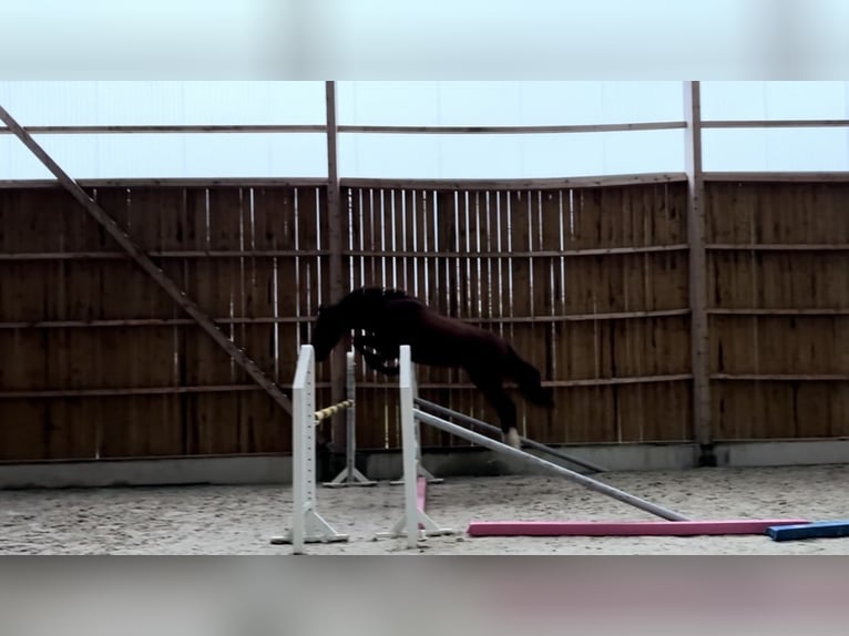 Italienisches Reitpferd Wallach 3 Jahre 161 cm Brauner in La Haye-Saint-Sylvestre