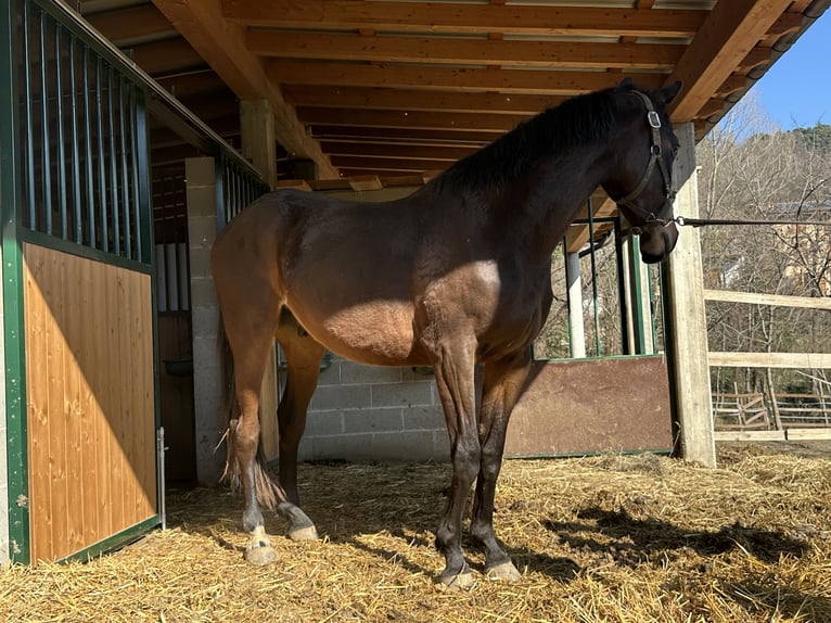 Italienisches Reitpferd Wallach 3 Jahre 161 cm Dunkelbrauner in Como