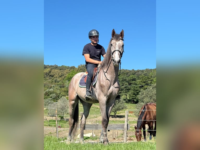 Italienisches Reitpferd Wallach 3 Jahre 170 cm Schimmel in Riparbella Italienisches Reitpferd Wallach 3 Jahre 170 cm Schimmel in Riparbella