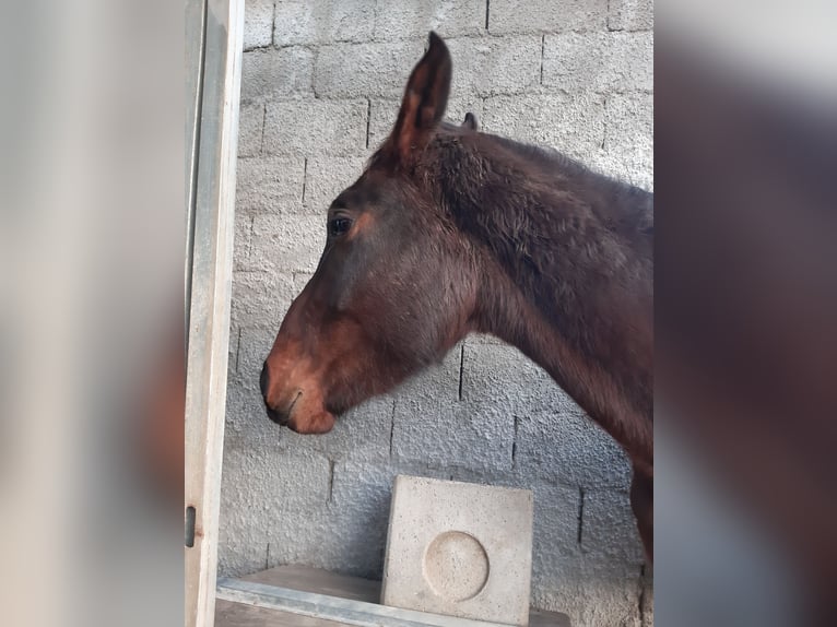 Italienisches Reitpferd Wallach 3 Jahre 175 cm Brauner in Sellia marina