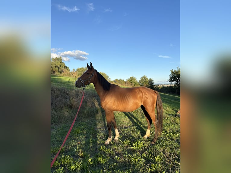 Italienisches Reitpferd Wallach 3 Jahre Dunkelbrauner in perugia