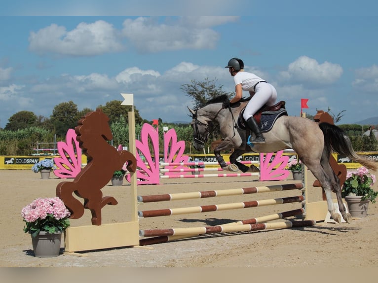 Italienisches Reitpferd Wallach 4 Jahre 160 cm Schimmel in Ghezzano