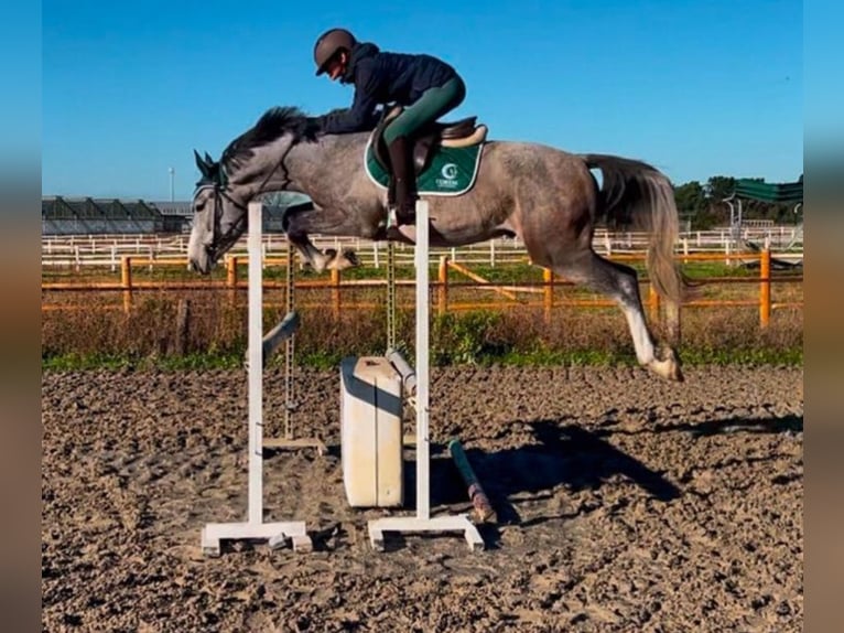 Italienisches Reitpferd Wallach 4 Jahre 160 cm Schimmel in Ghezzano