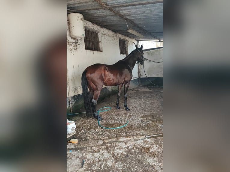 Italienisches Reitpferd Wallach 4 Jahre 165 cm Brauner in Schifanoia