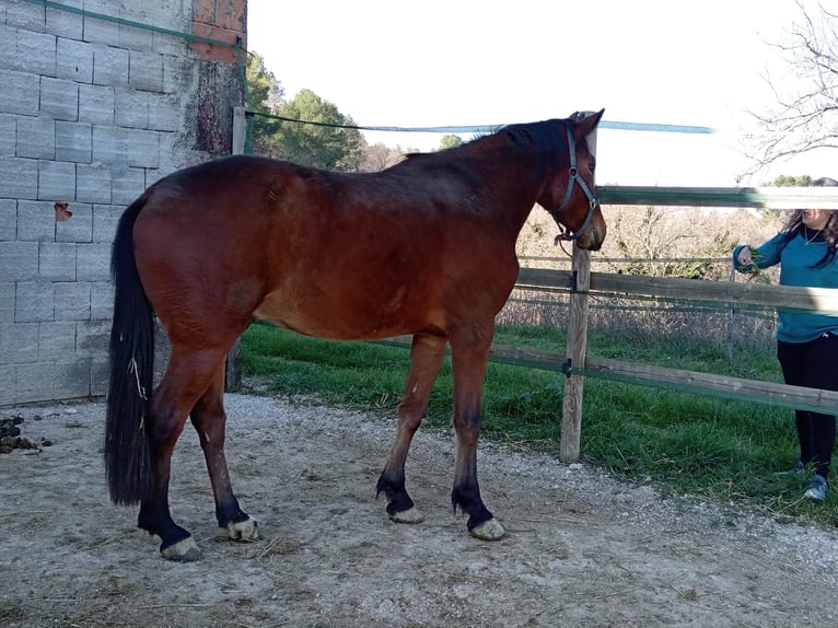 Italienisches Reitpferd Wallach 4 Jahre 165 cm Brauner in Schifanoia