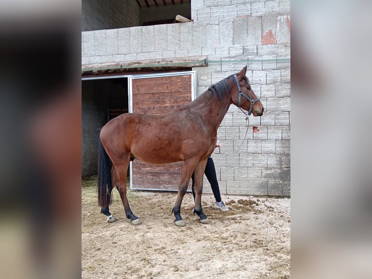 Italienisches Reitpferd Wallach 4 Jahre 165 cm Brauner in Schifanoia