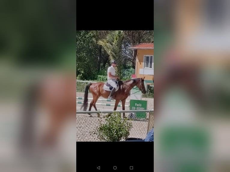 Italienisches Reitpferd Wallach 4 Jahre 165 cm Brauner in Schifanoia