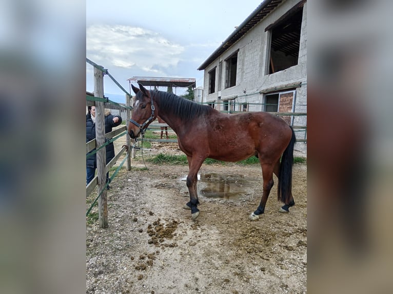 Italienisches Reitpferd Wallach 4 Jahre 165 cm Brauner in Schifanoia