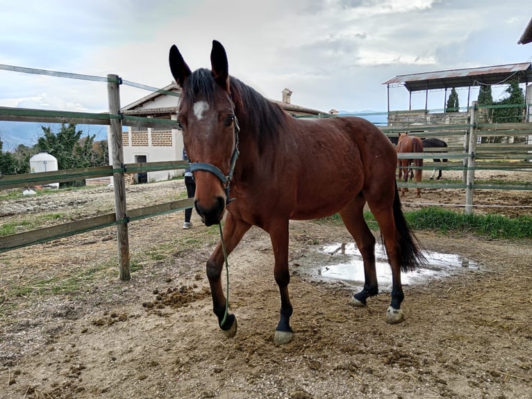 Italienisches Reitpferd Wallach 4 Jahre 165 cm Brauner in Schifanoia