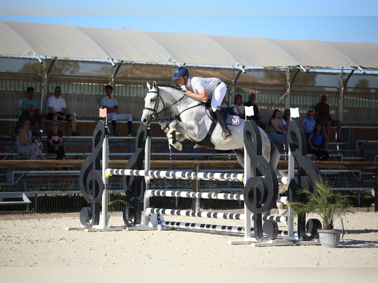 Italienisches Reitpferd Wallach 4 Jahre 166 cm Schimmel in Modica