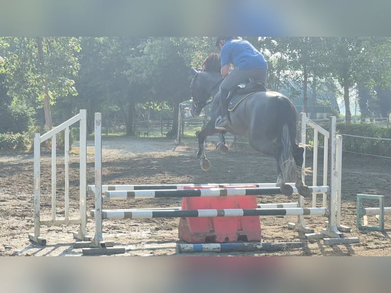 Italienisches Reitpferd Wallach 4 Jahre 172 cm Rappschimmel in Milano