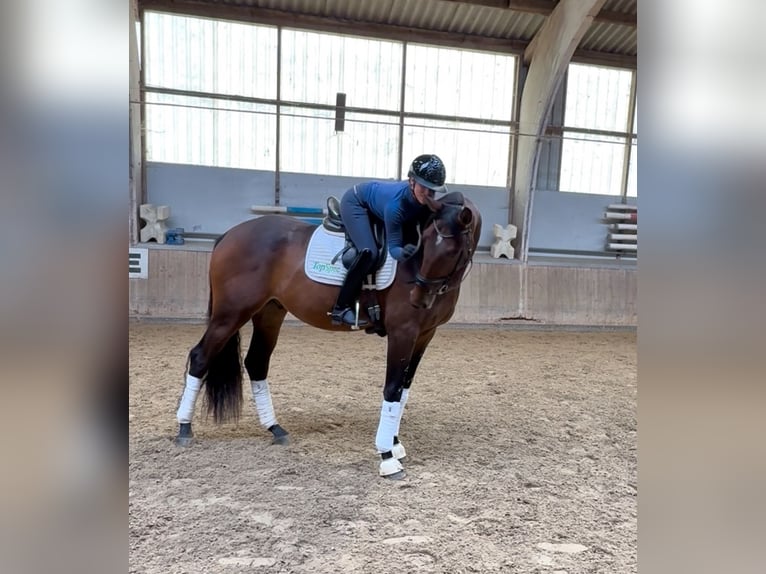 Italienisches Reitpferd Mix Wallach 4 Jahre 177 cm Rotbrauner in Odessa Italienisches Reitpferd Mix Wallach 4 Jahre 177 cm Rotbrauner in Odessa