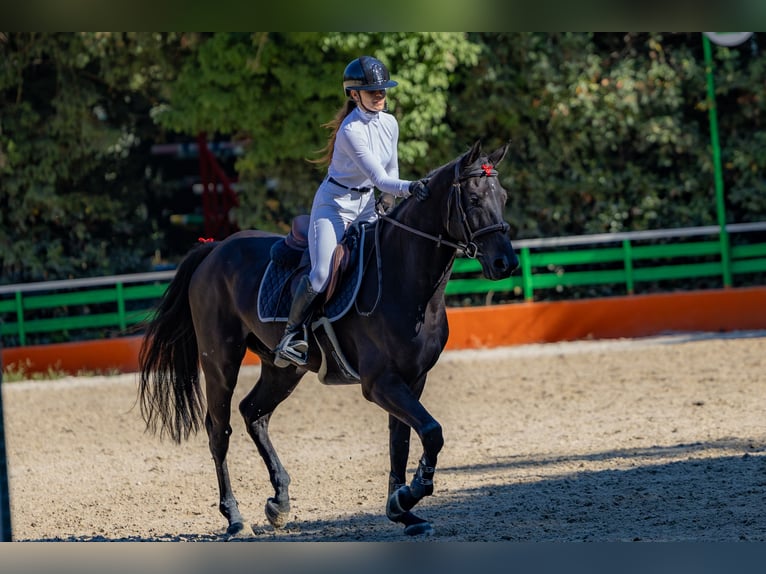 Italienisches Reitpferd Wallach 4 Jahre Dunkelbrauner in cervia