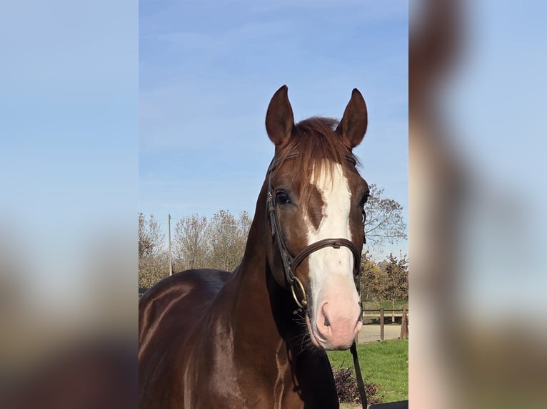 Italienisches Reitpferd Wallach 4 Jahre Fuchs in Udine