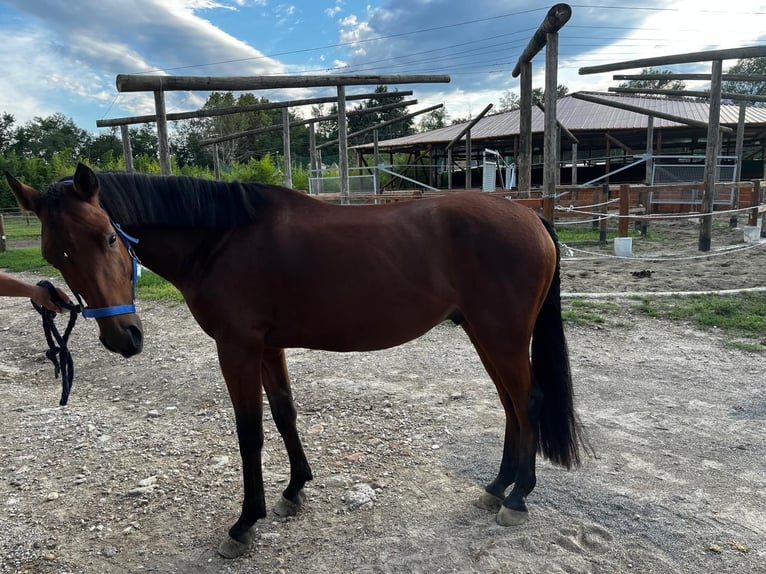 Italienisches Reitpferd Mix Wallach 5 Jahre 145 cm Brauner in Cisliano