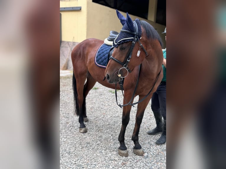 Italienisches Reitpferd Mix Wallach 5 Jahre 145 cm Brauner in Cisliano