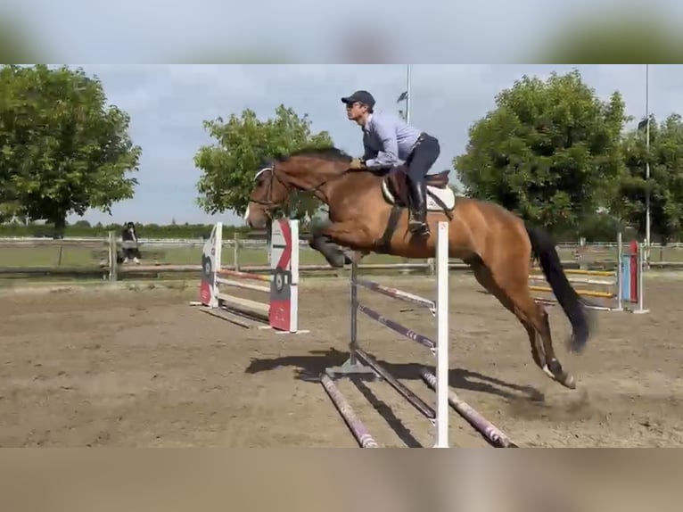 Italienisches Reitpferd Wallach 5 Jahre 163 cm Brauner in mesero