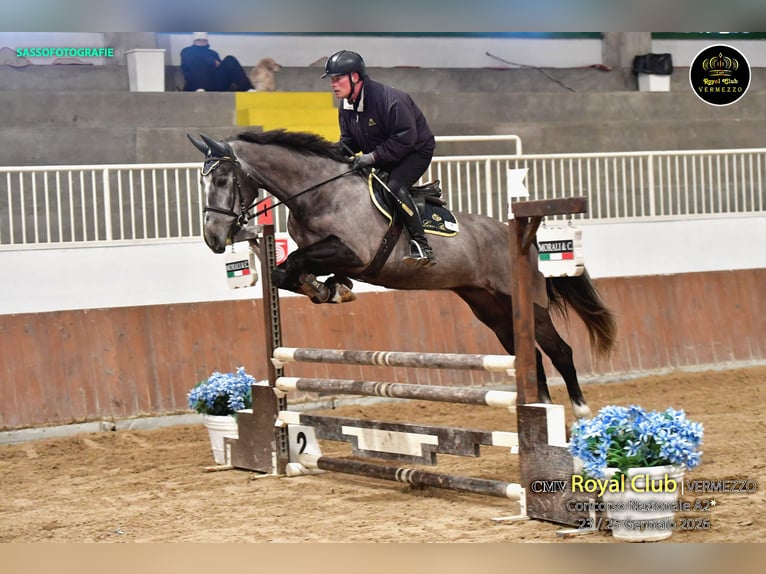 Italienisches Reitpferd Wallach 5 Jahre 170 cm Rappschimmel in Zerbolò