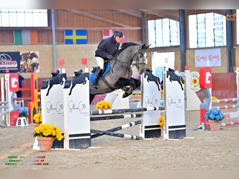 Italienisches Reitpferd Wallach 5 Jahre 170 cm Rappschimmel in Zerbolò