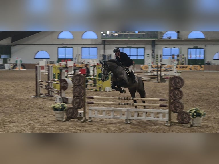 Italienisches Reitpferd Wallach 5 Jahre 170 cm Rappschimmel in Zerbolò