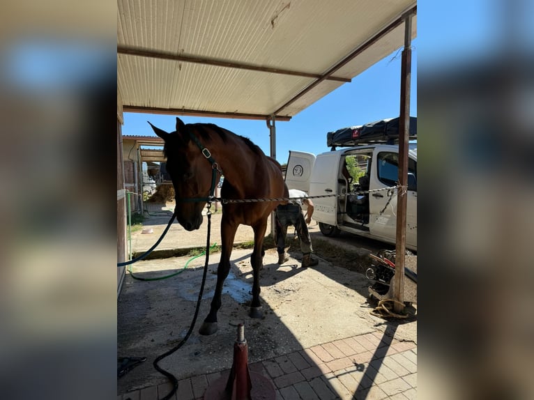 Italienisches Reitpferd Wallach 5 Jahre 175 cm Brauner in Cerveteri