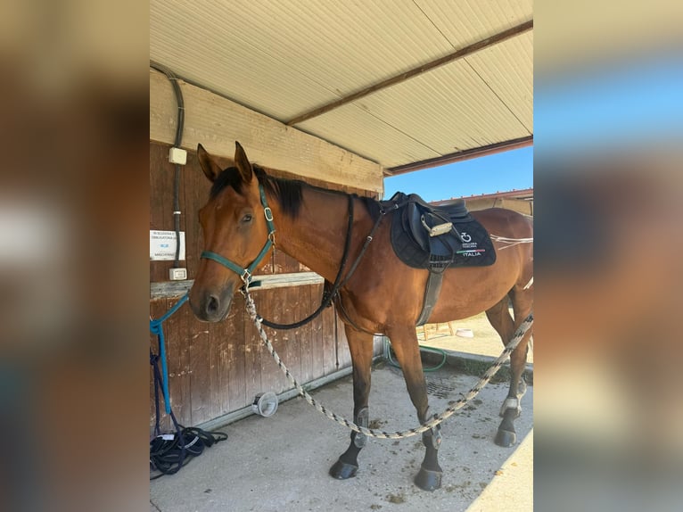 Italienisches Reitpferd Wallach 5 Jahre 175 cm Brauner in Cerveteri