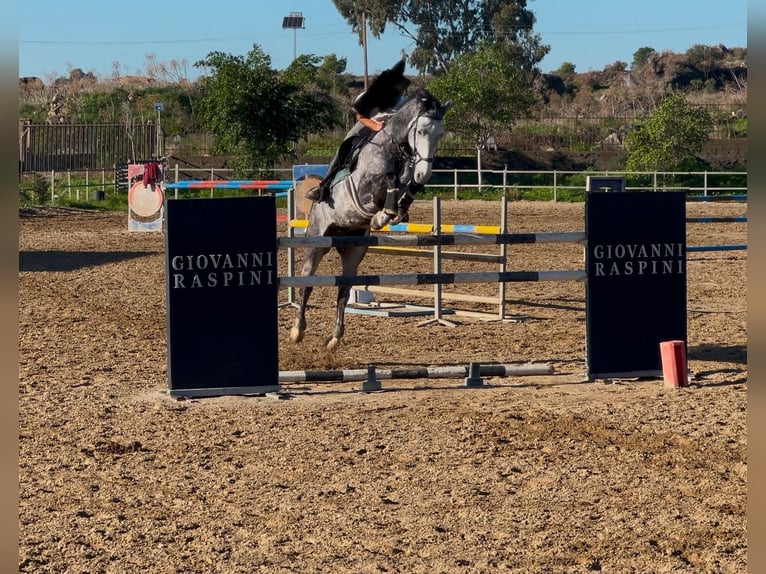 Italienisches Reitpferd Wallach 5 Jahre 175 cm Schimmel in Misterbianco