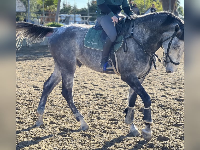 Italienisches Reitpferd Wallach 5 Jahre 175 cm Schimmel in Misterbianco