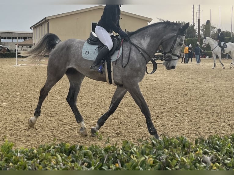 Italienisches Reitpferd Wallach 5 Jahre 175 cm Schimmel in Misterbianco