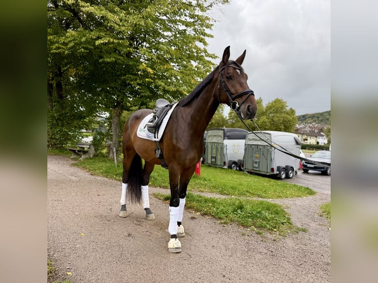 Italienisches Reitpferd Mix Wallach 5 Jahre 177 cm Rotbrauner in Odessa