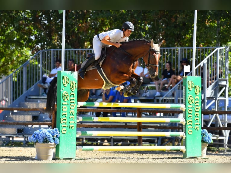 Italienisches Reitpferd Wallach 5 Jahre 178 cm Brauner in treviso