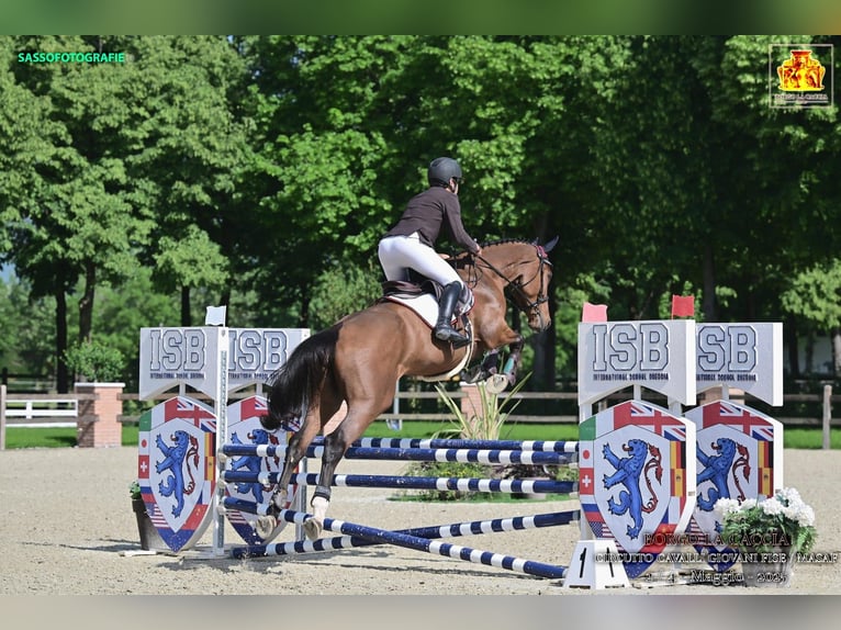Italienisches Reitpferd Wallach 5 Jahre 178 cm Brauner in treviso