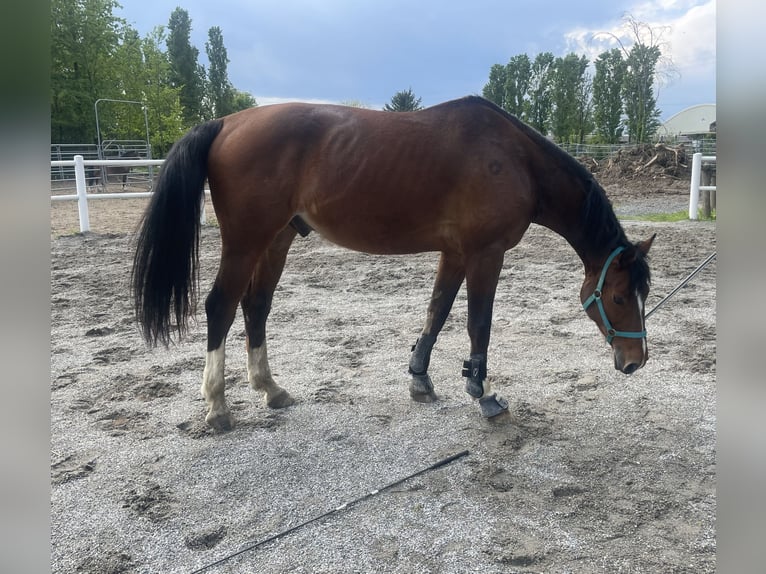 Italienisches Reitpferd Wallach 6 Jahre 170 cm Brauner in Milano