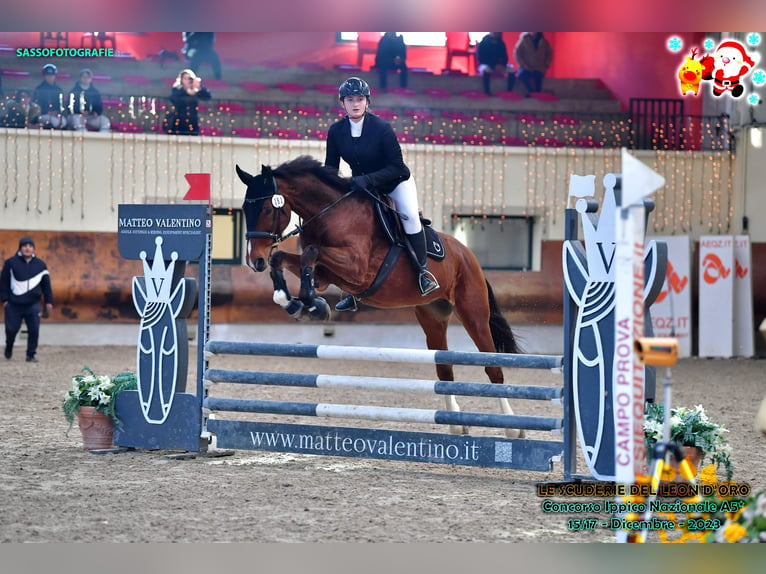 Italienisches Reitpferd Wallach 6 Jahre 170 cm Brauner in Milano