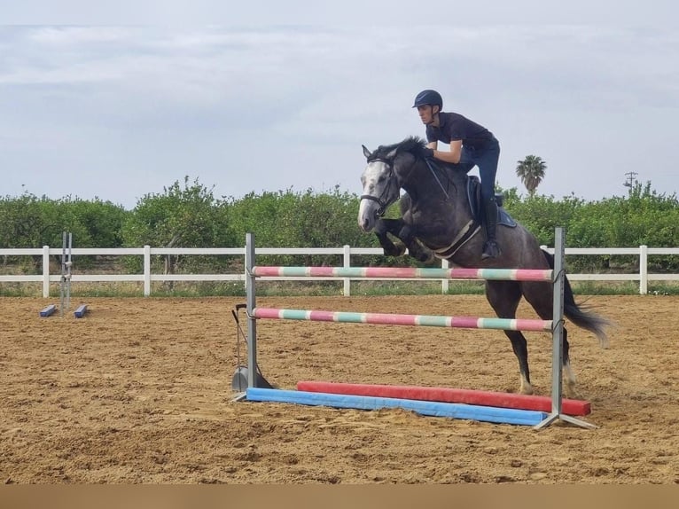 Italienisches Reitpferd Wallach 6 Jahre 172 cm Schimmel in Cassibile