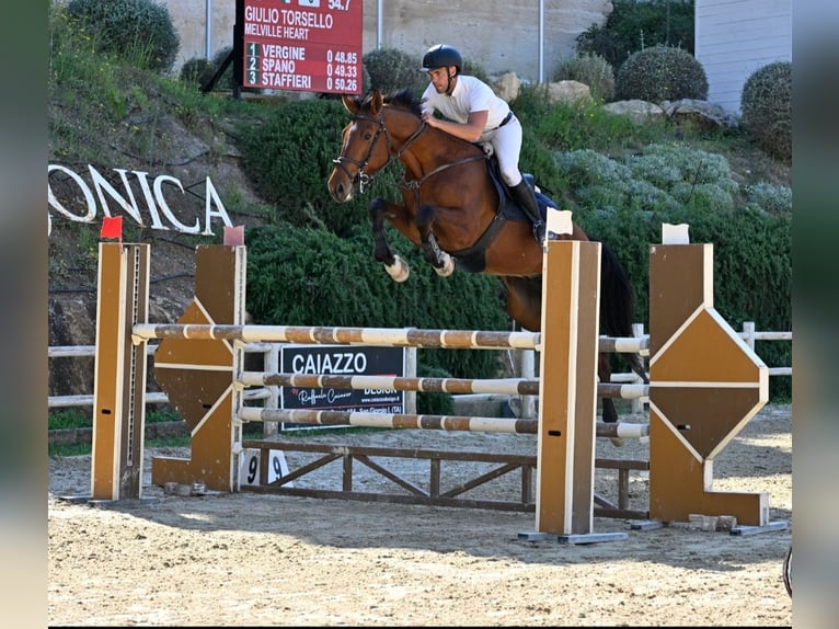 Italienisches Reitpferd Wallach 6 Jahre 182 cm Brauner in Alessano