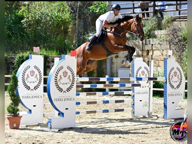Italienisches Reitpferd Wallach 6 Jahre 182 cm Brauner in Alessano