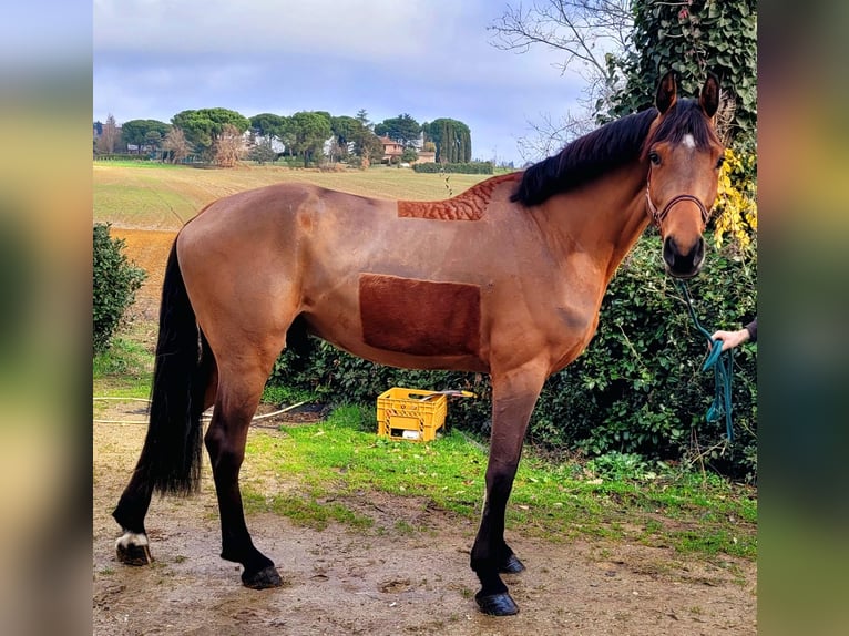 Italienisches Reitpferd Wallach 6 Jahre Brauner in Siena