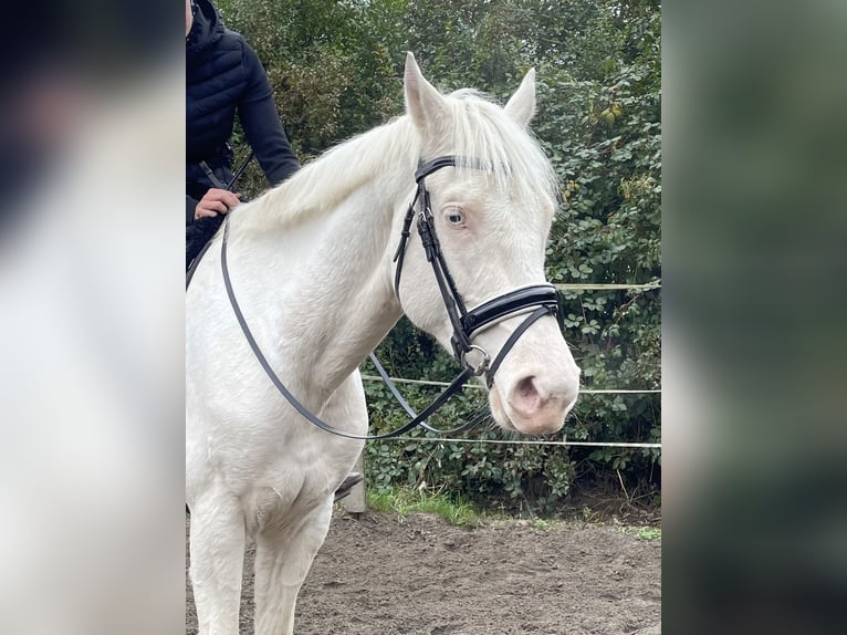 Italienisches Reitpferd Wallach 7 Jahre 157 cm Cremello in Oberhausen