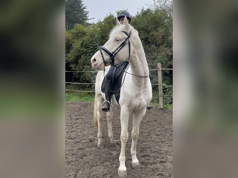 Italienisches Reitpferd Wallach 7 Jahre 157 cm Cremello in Oberhausen