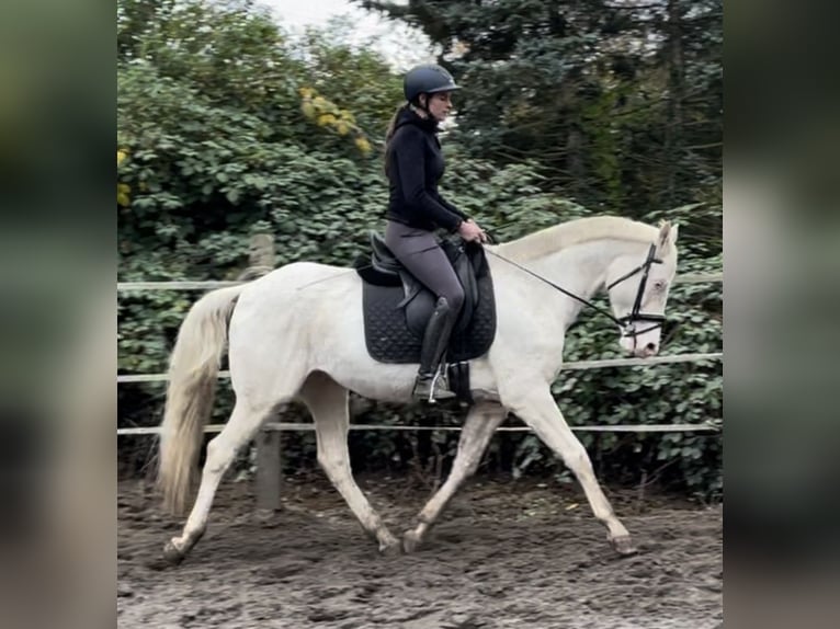 Italienisches Reitpferd Wallach 7 Jahre 157 cm Cremello in Oberhausen