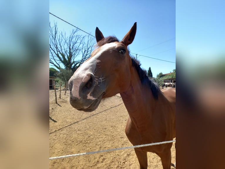 Italienisches Reitpferd Wallach 7 Jahre 170 cm Rotbrauner in Cecina Marina