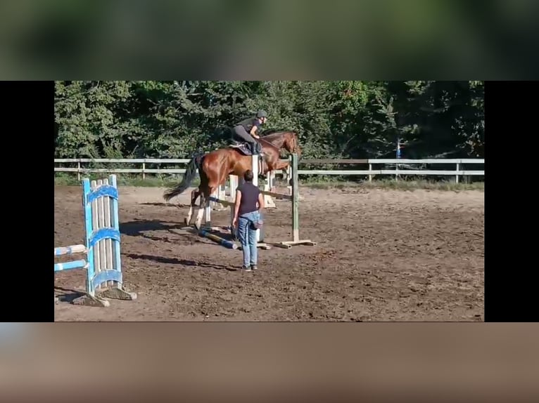 Italienisches Reitpferd Wallach 7 Jahre 170 cm Rotbrauner in Cecina Marina