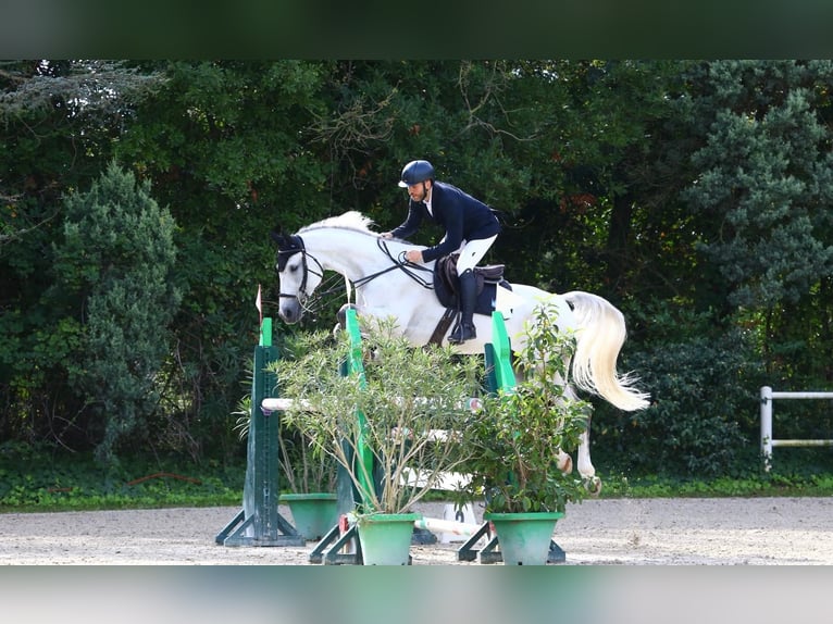 Italienisches Reitpferd Wallach 7 Jahre 170 cm Schimmel in Casinalbo