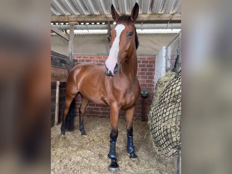 Italienisches Reitpferd Wallach 7 Jahre 174 cm Brauner in Loxstedt