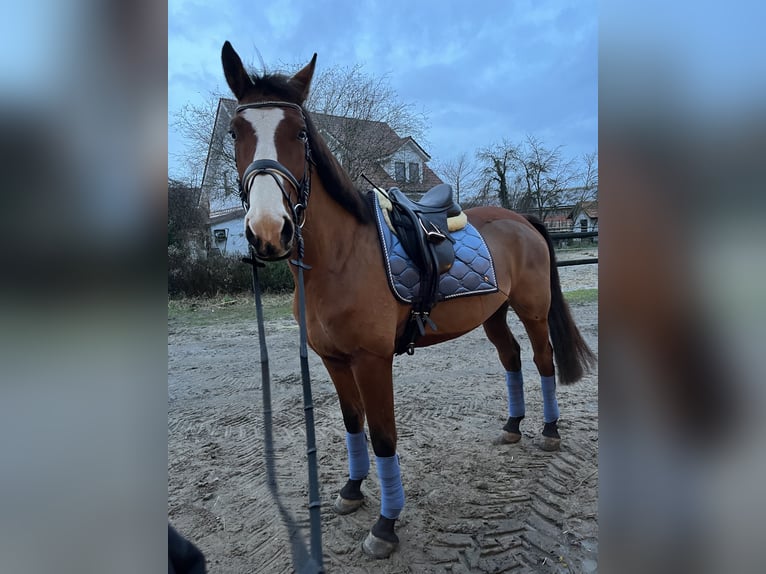 Italienisches Reitpferd Wallach 7 Jahre 174 cm Brauner in Loxstedt