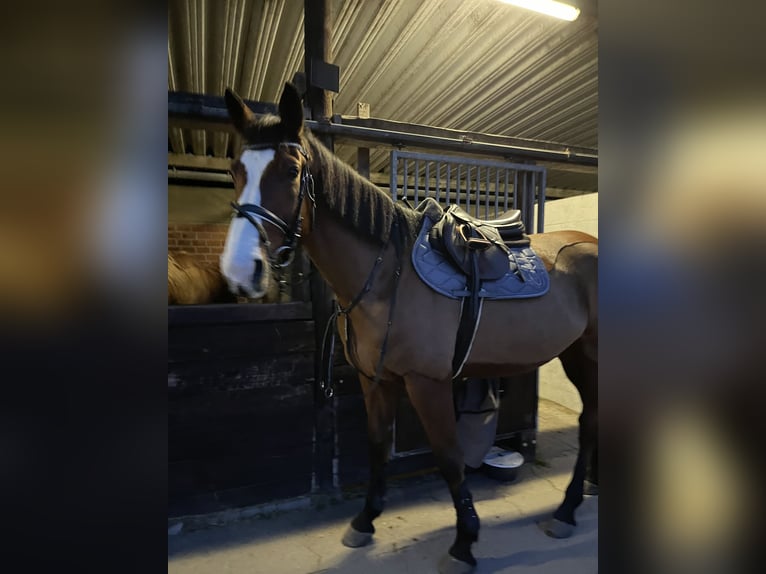 Italienisches Reitpferd Wallach 7 Jahre 174 cm Brauner in Loxstedt