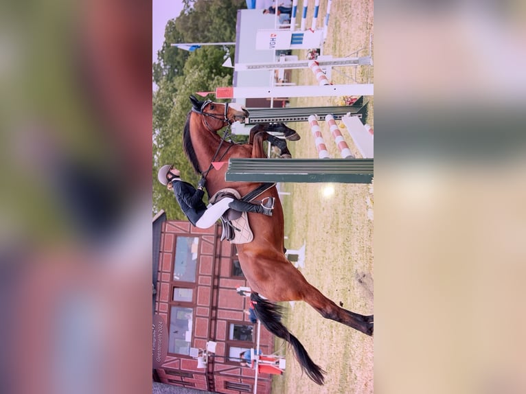 Italienisches Reitpferd Wallach 7 Jahre 174 cm Brauner in Loxstedt