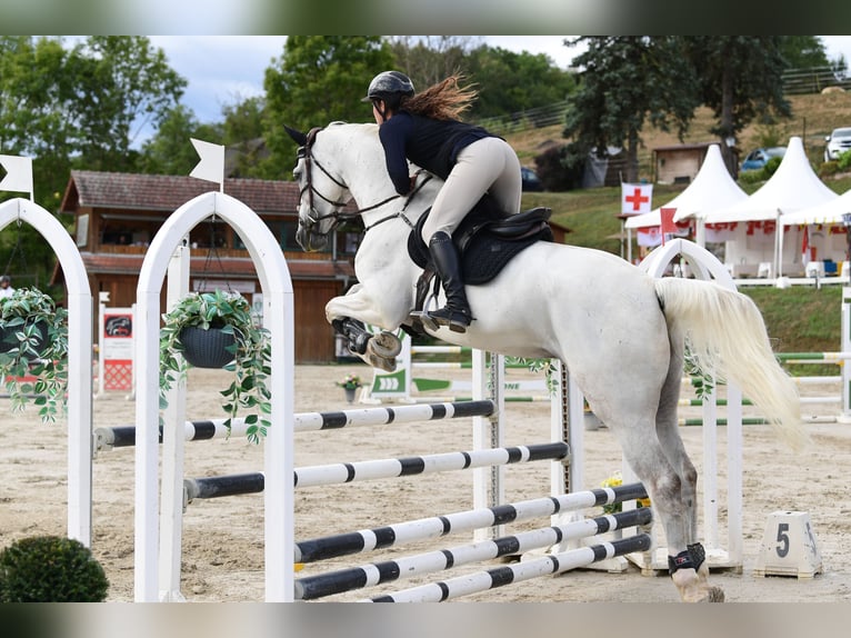 Italienisches Reitpferd Wallach 7 Jahre 175 cm Schimmel in Schlind