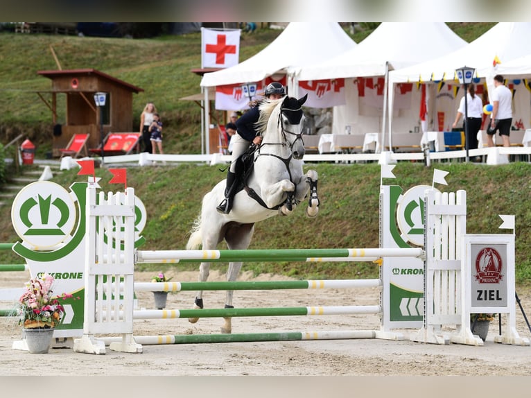 Italienisches Reitpferd Wallach 7 Jahre 175 cm Schimmel in Schlind